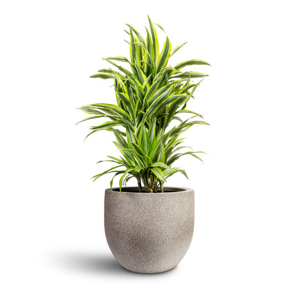 Grigio New Egg Pot - XL Plant Display