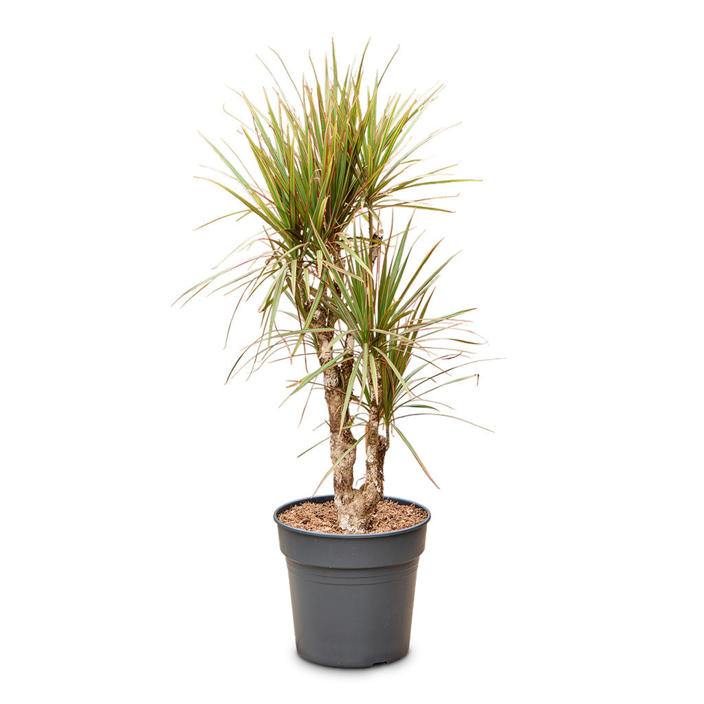 Dracaena marginata Bicolour - Branched
