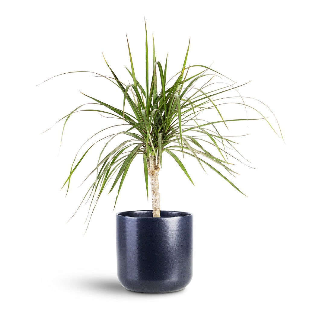 Lisbon Plant Pot - French Navy