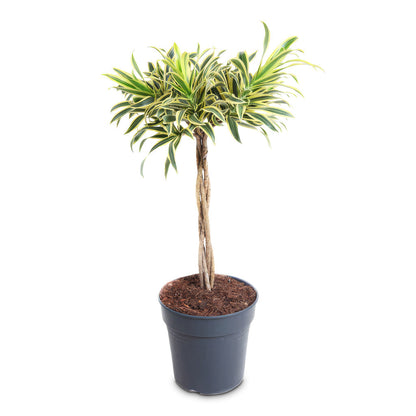 Dracaena reflexa Song of India