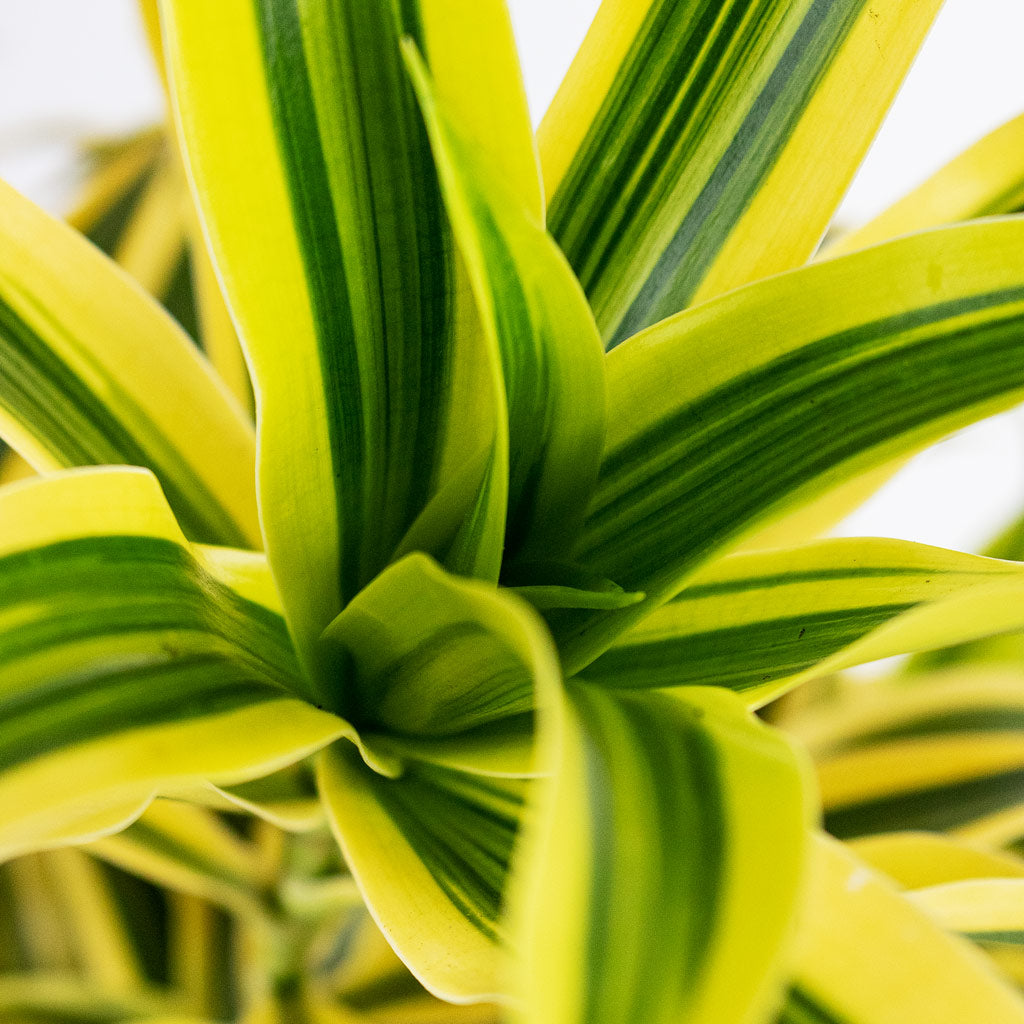 Dracaena reflexa Song of India