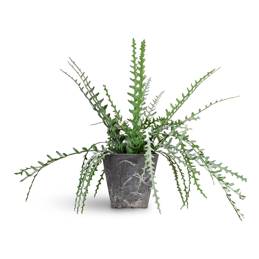 Epiphyllum - Fishbone Cactus - Potted - Artificial