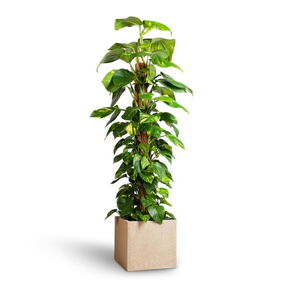 Raindrop Cube Planter - XL Plant Display