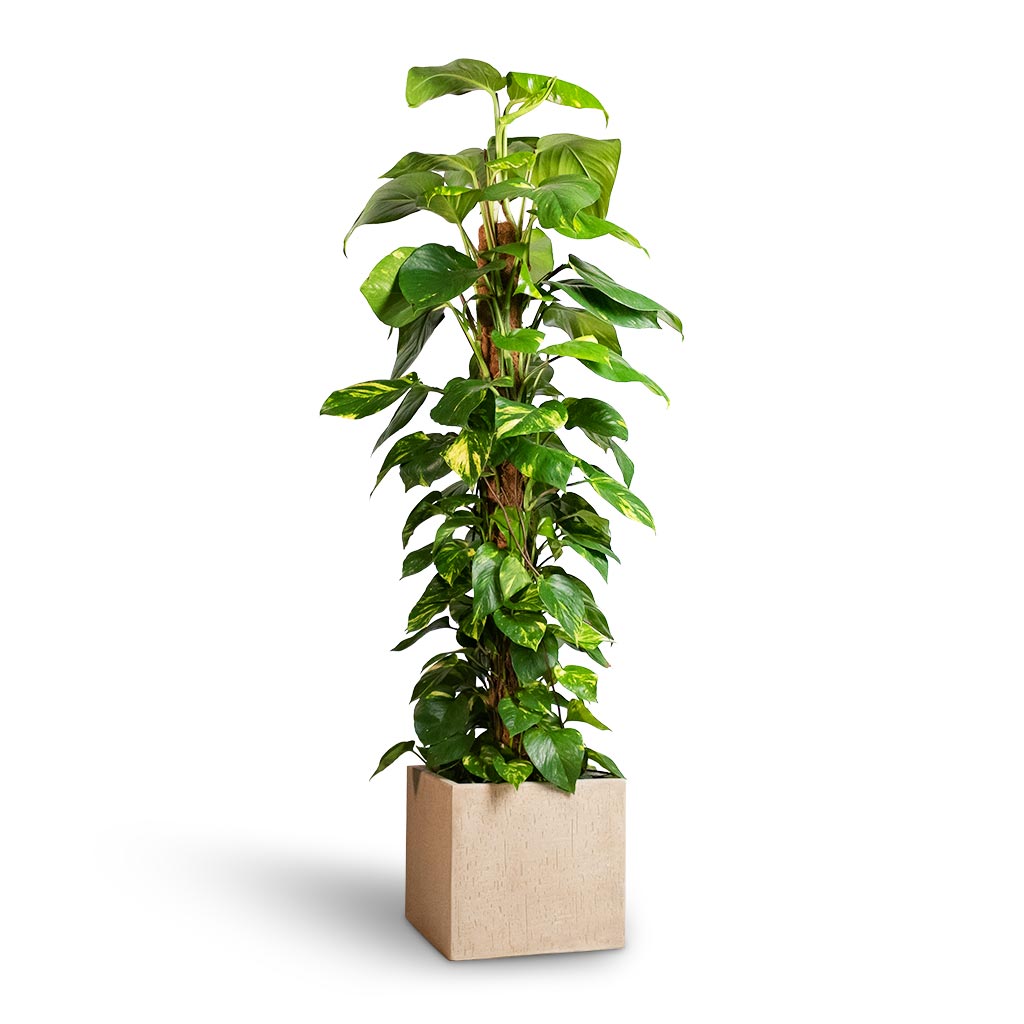 Raindrop Cube Planter - Large Plant Display