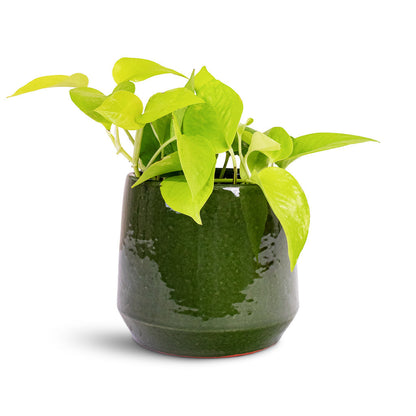 Common Plant Pot - Shiny Emerald