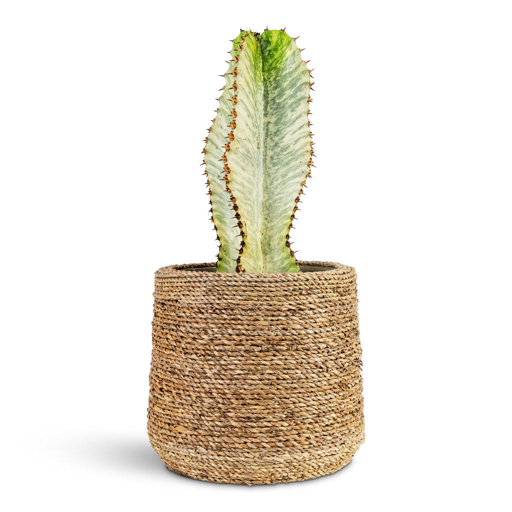 Euphorbia ingens Marmorata - Marbled Candelabra Tree