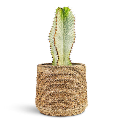 Euphorbia ingens Marmorata - Marbled Candelabra Tree