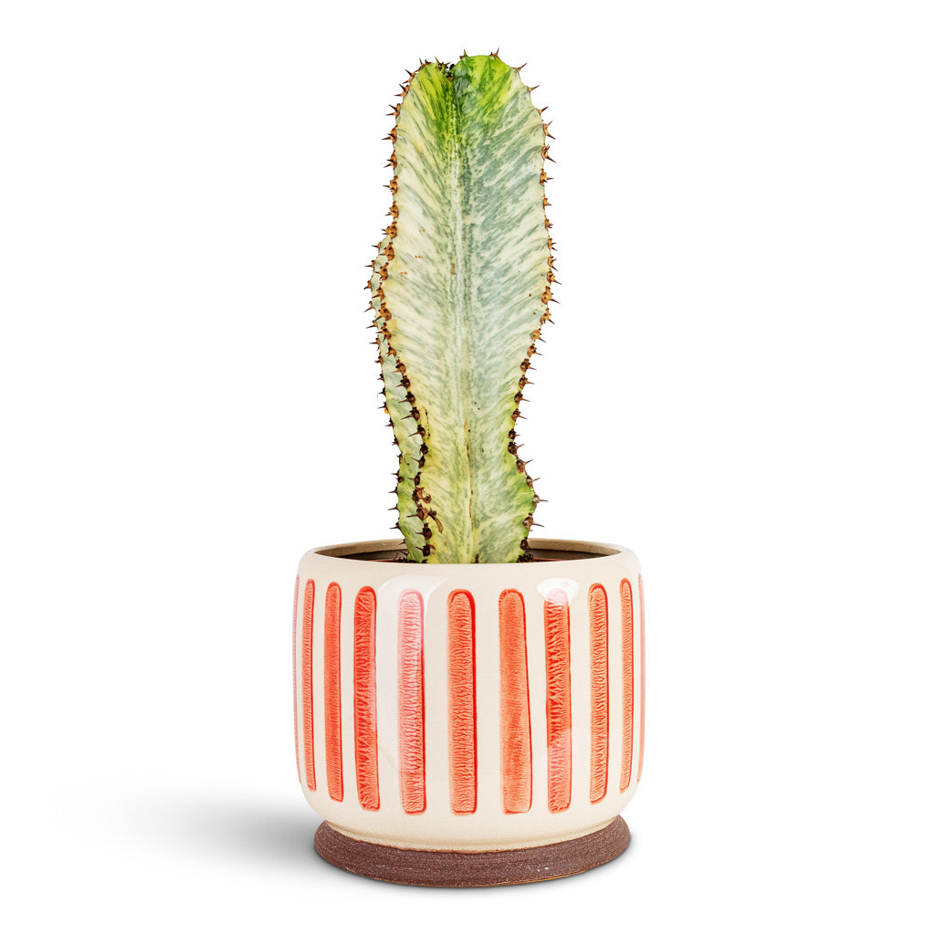 Euphorbia ingens Marmorata - Marbled Candelabra Tree