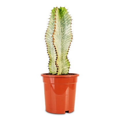 Euphorbia ingens Marmorata - Marbled Candelabra Tree