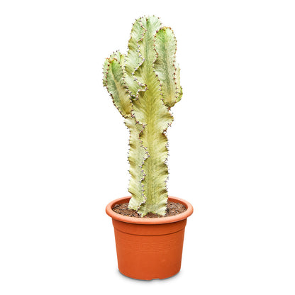 Euphorbia ingens Marmorata - Marbled Candelabra Tree