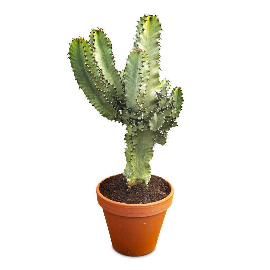 Euphorbia ingens Marmorata - Marbled Candelabra Tree