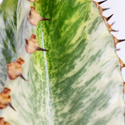 Euphorbia ingens Marmorata - Marbled Candelabra Tree