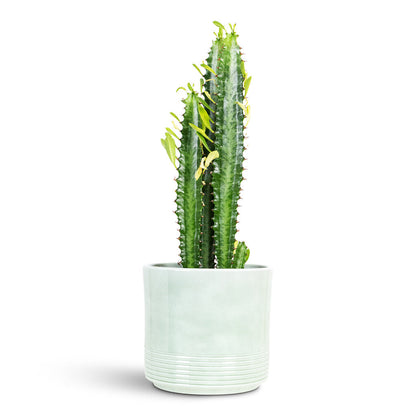 Euphorbia trigona - African Milk Tree