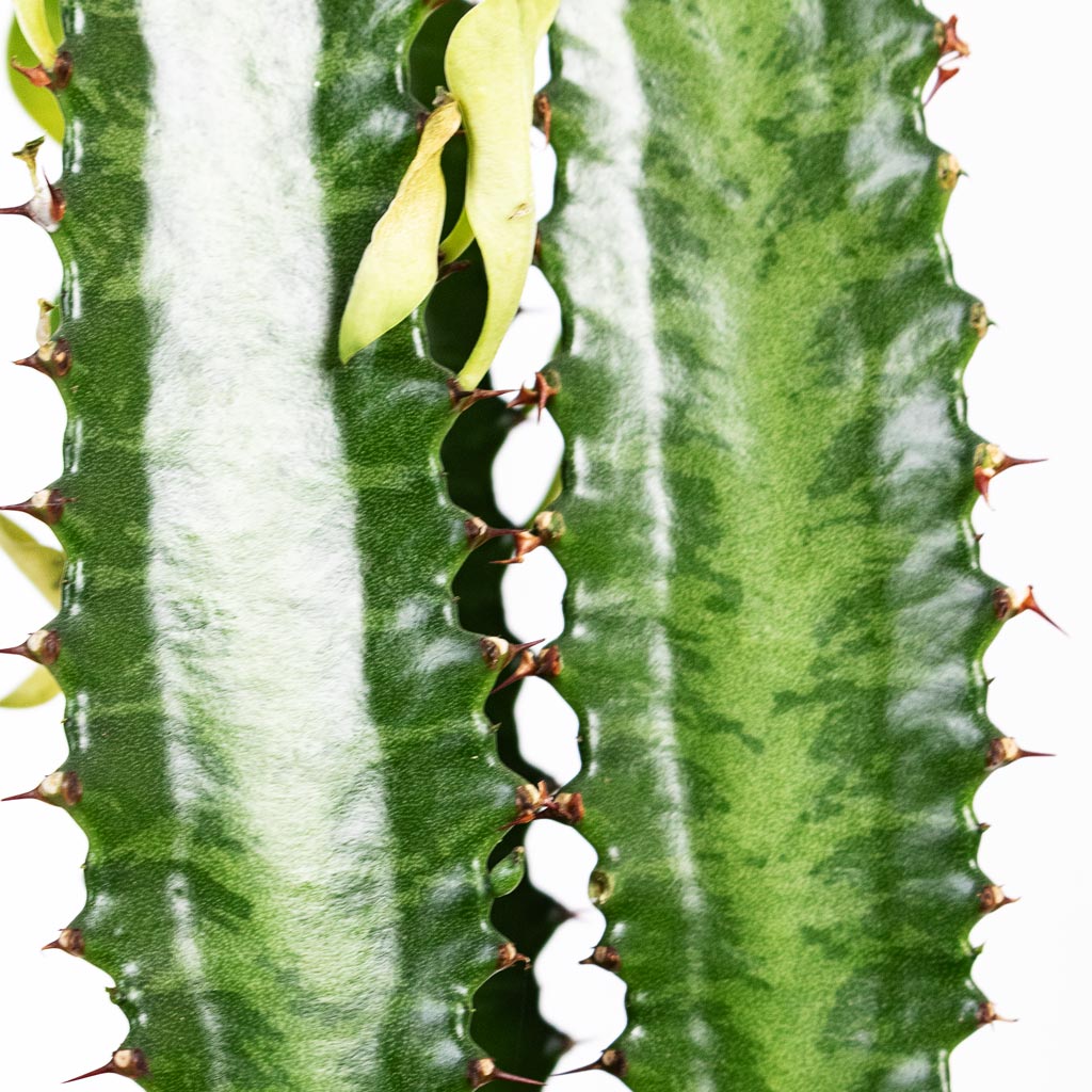 Euphorbia trigona - African Milk Tree