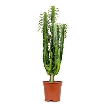 Euphorbia trigona - African Milk Tree