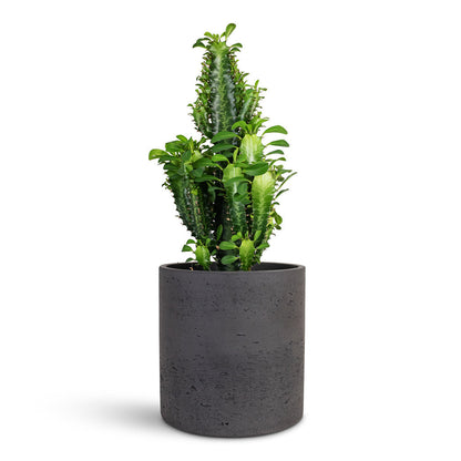 Euphorbia trigona - African Milk Tree