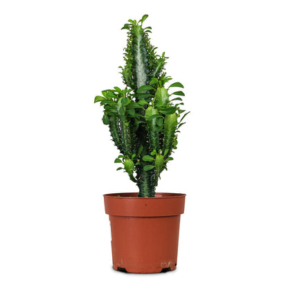 Euphorbia trigona - African Milk Tree