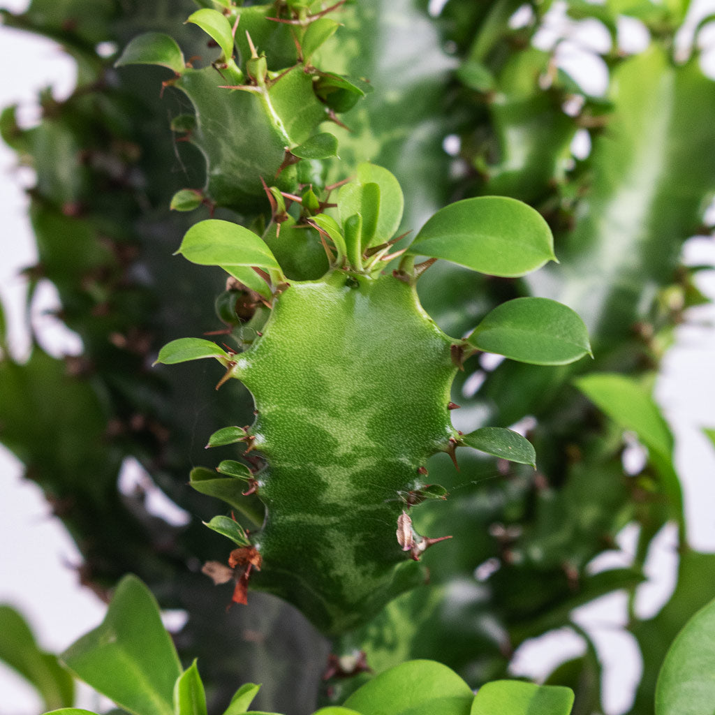 Euphorbia trigona - African Milk Tree