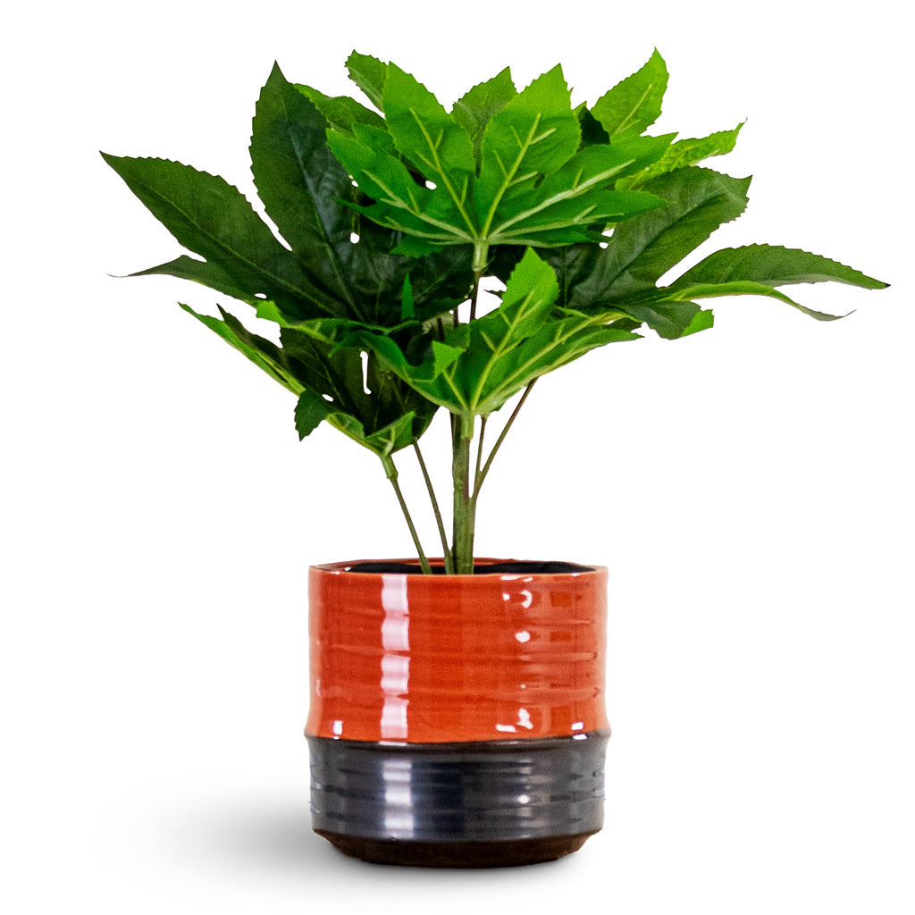 Fatsia - Japanese Aralia - Potted - Artificial