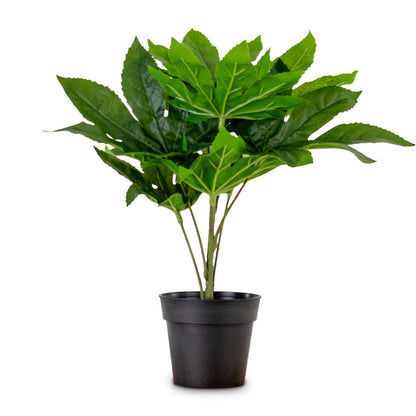 Fatsia - Japanese Aralia - Potted - Artificial