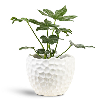 Kew Botanical Textured Plant Pot - White