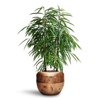 Opus Raw Couple Planter - Large Plant Display