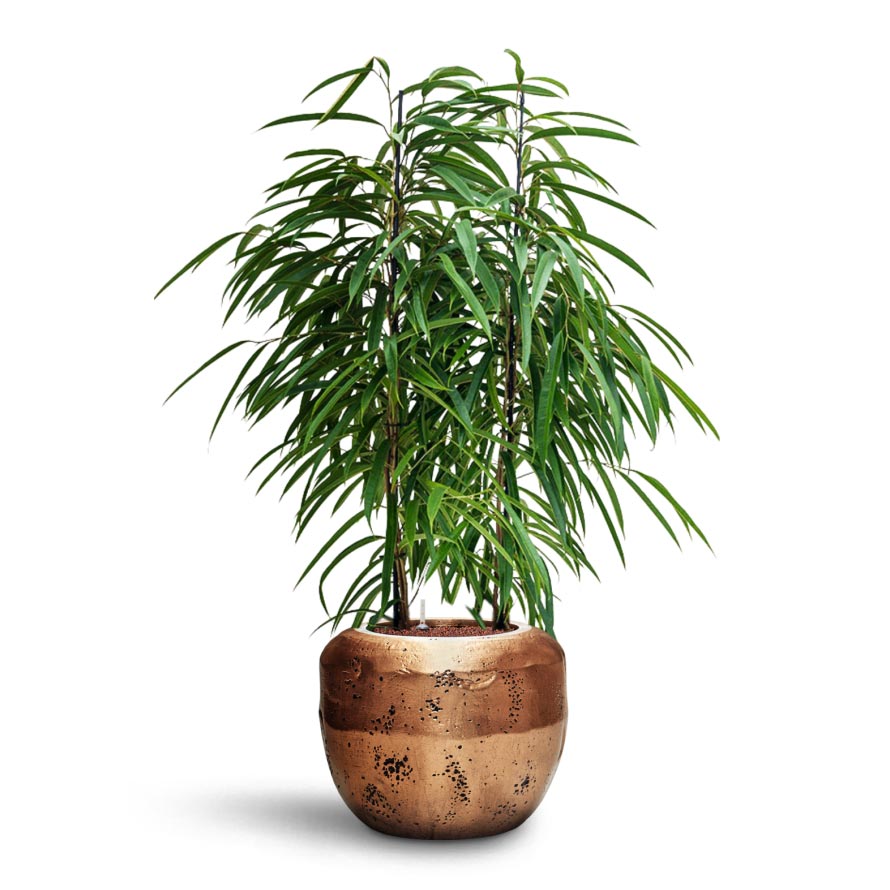 Opus Raw Couple Planter - Large Plant Display