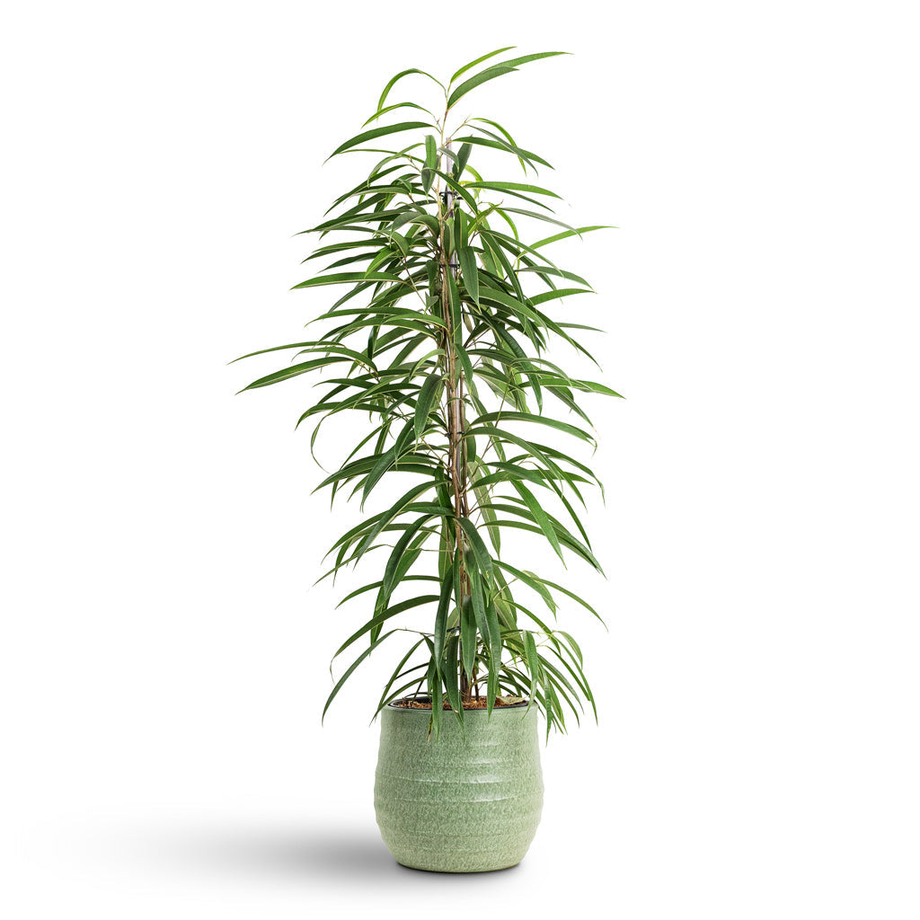Devon Plant Pot - Olive Honeycomb