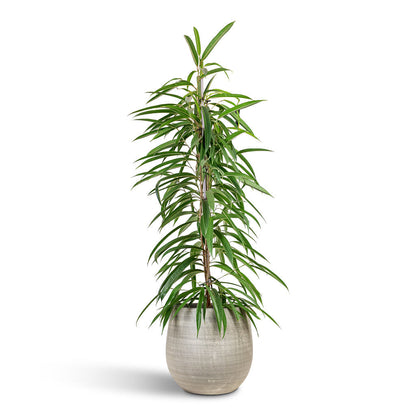Esra Plant Pot - Concrete