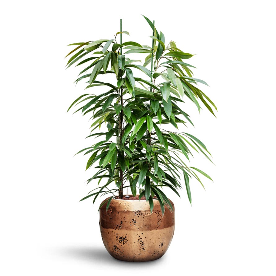 Opus Raw Couple Planter - Large Plant Display