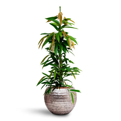 Opus Hammered Globe Planter - XL Plant Display