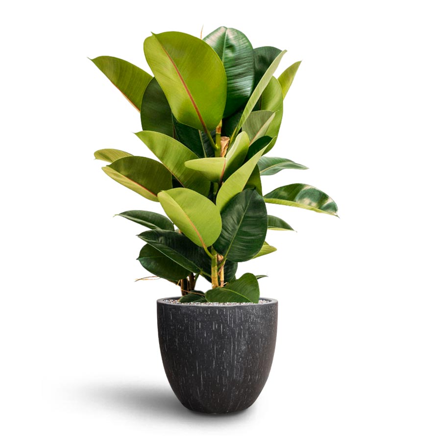 Raindrop Egg Planter - Large Plant Display