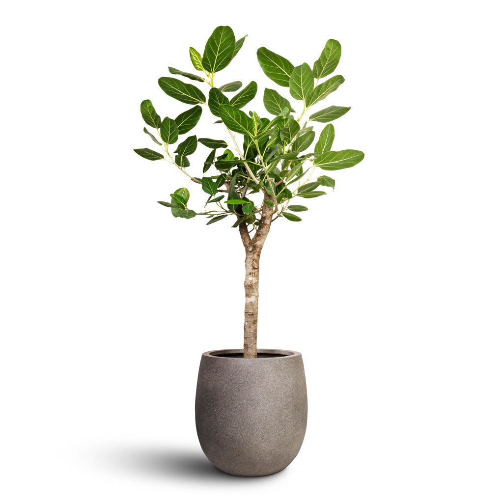 Grigio Balloon - Large Plant Display