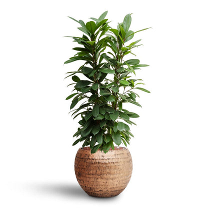 Opus Hammered Globe Planter - XL Plant Display