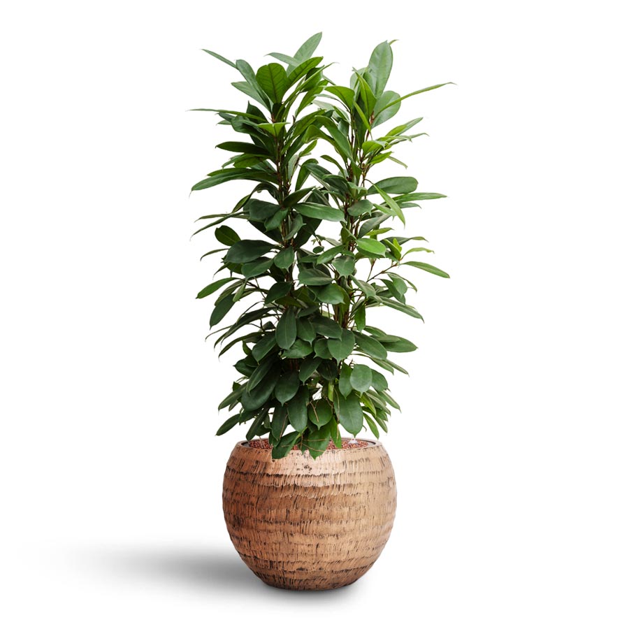Opus Hammered Globe Planter - XL Plant Display
