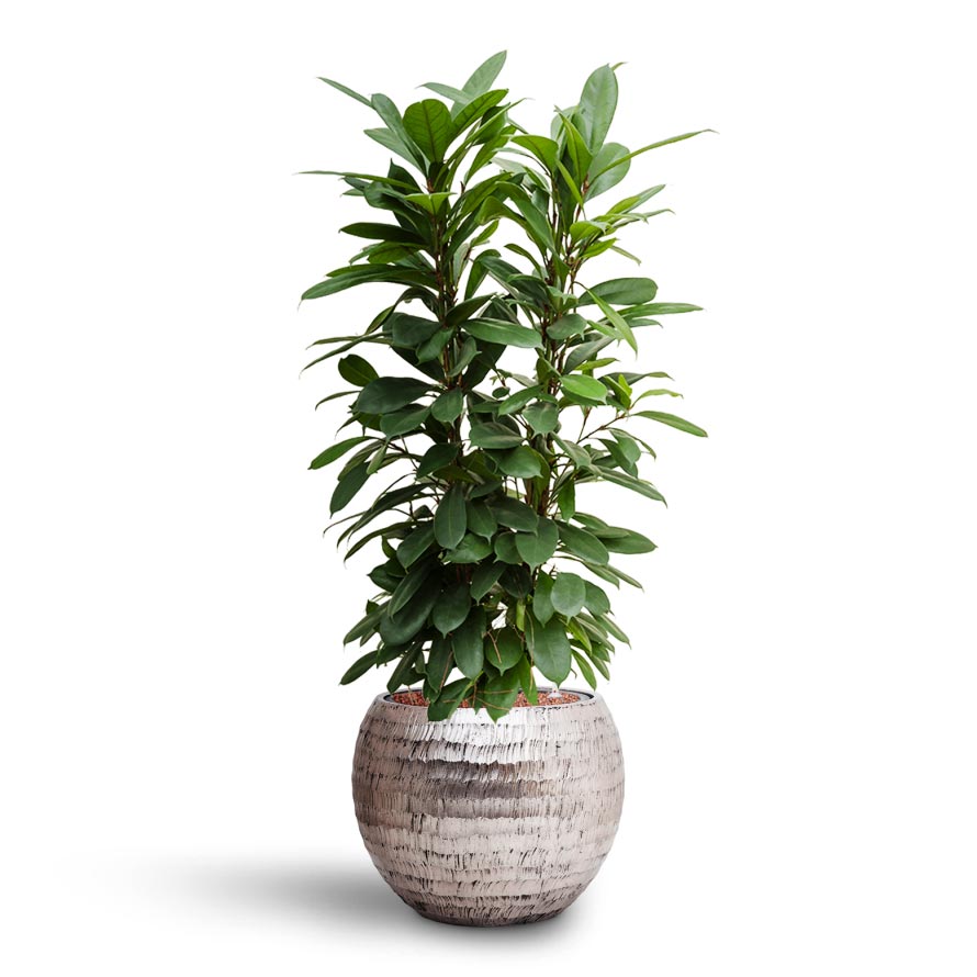 Opus Hammered Globe Planter - XL Plant Display