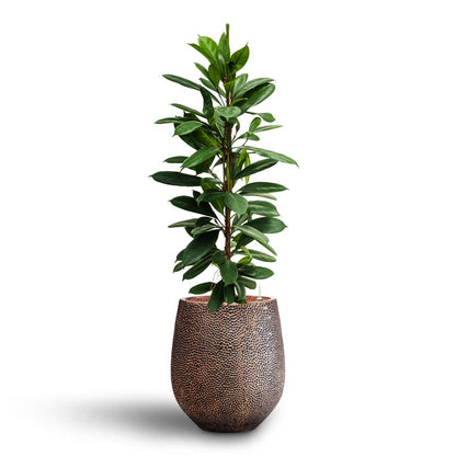 Opus Hit Darcy Planter - XL Plant Display