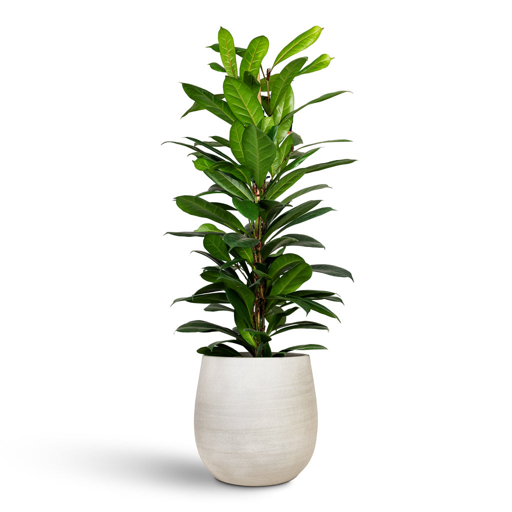 Esra Plant Pot - Concrete