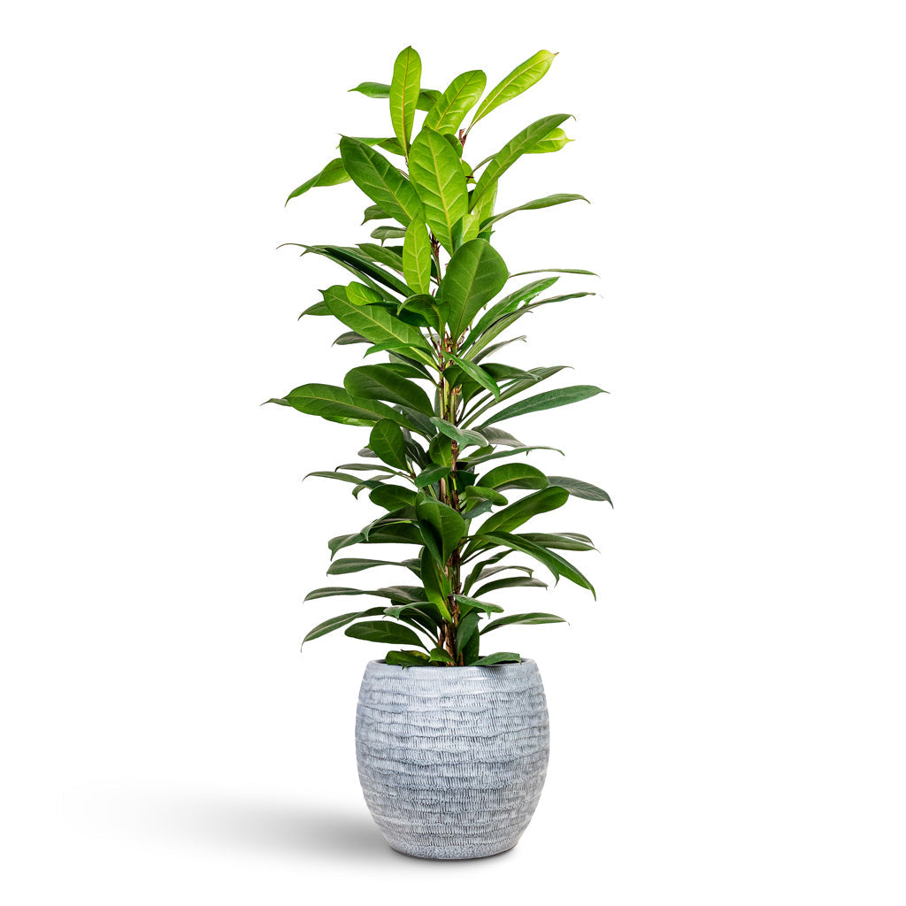 Manuel Plant Pot - Shiny Grey