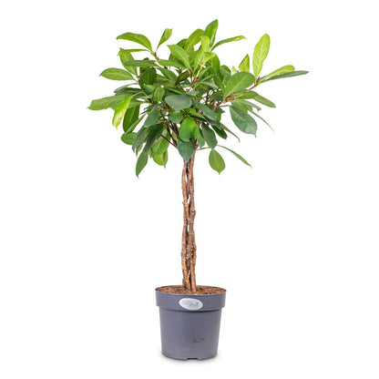 Ficus cyathistipula - African Fig - Twisted Stem