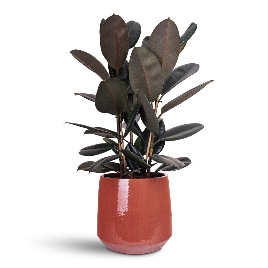 Common Plant Pot - Shiny Brick