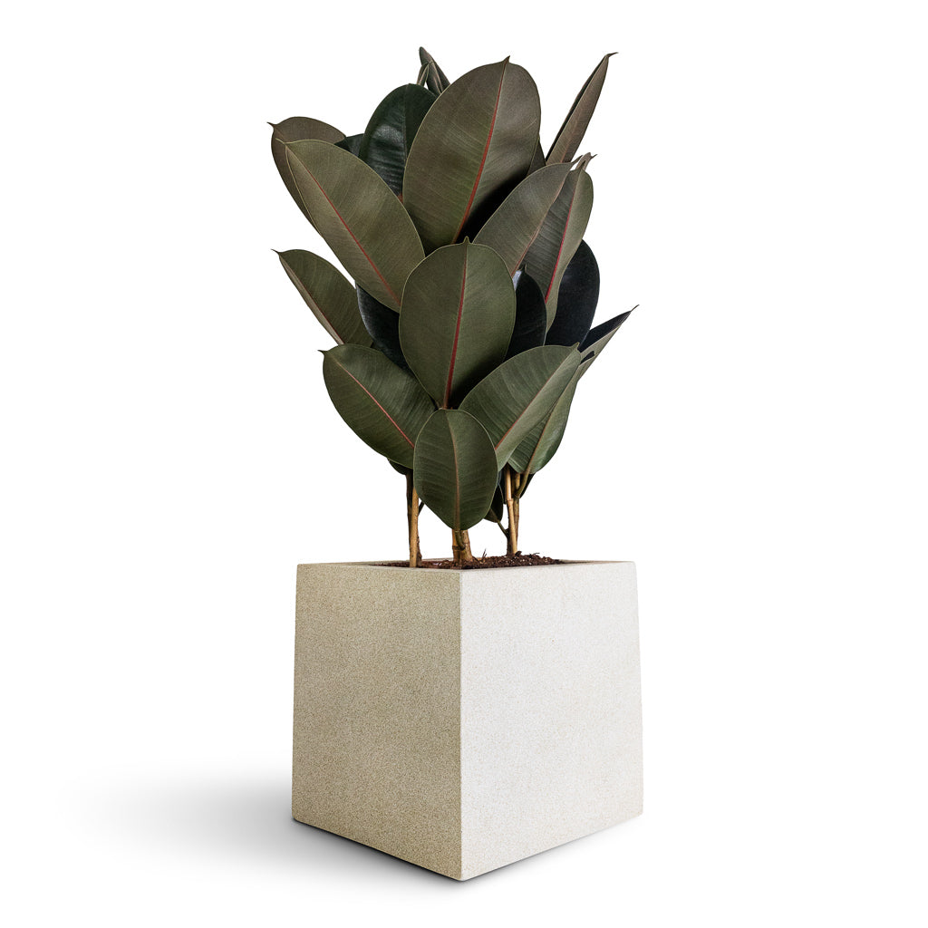 Grigio Cube Planter  - XL Plant Display