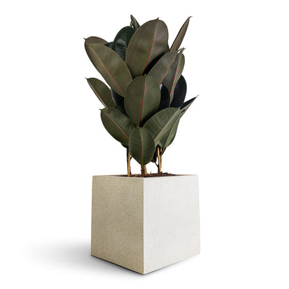 Grigio Cube Planter  - Large Plant Display