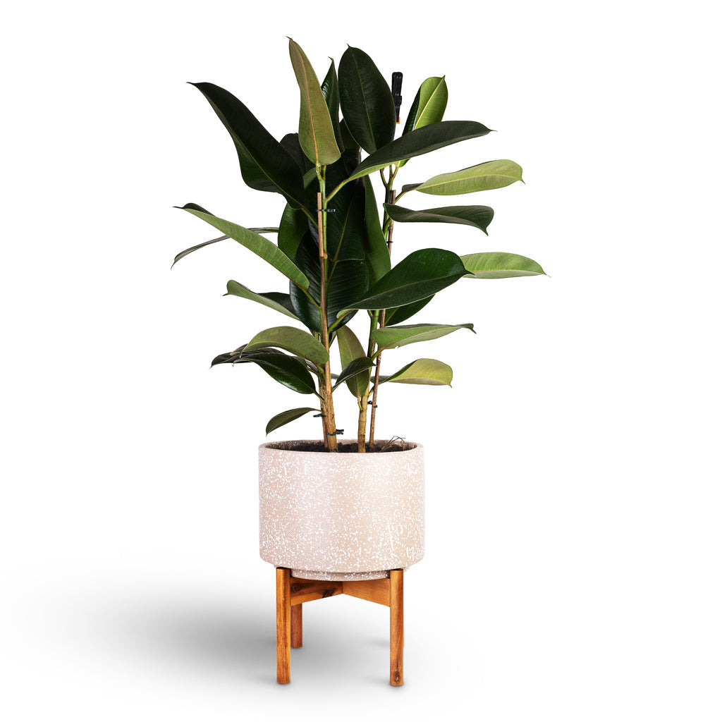 Valetta Plant Pot with Wooden Stand - Speckled Caramel