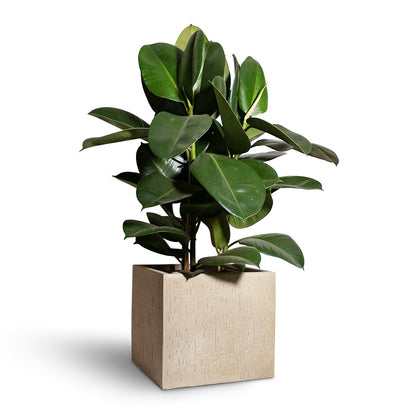 Raindrop Cube Planter - Large Plant Display