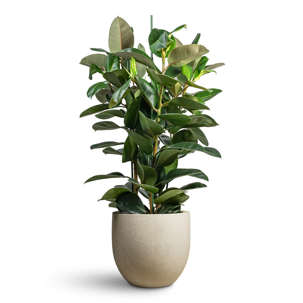 Grigio New Egg Pot - XL Plant Display