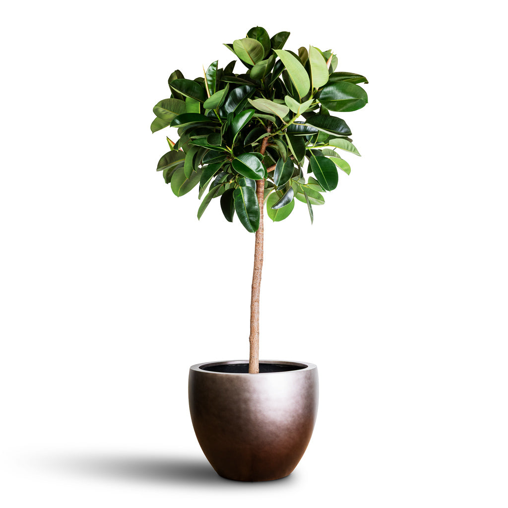 Gradient Couple Planter - XL Plant Display