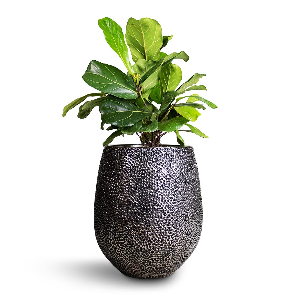 Opus Hit Darcy Planter - Large Plant Display