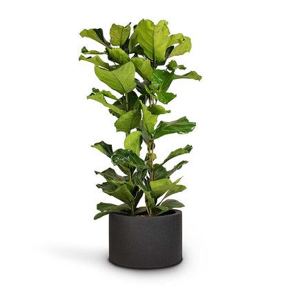 Grigio Cylinder Planter - Large Plant Display