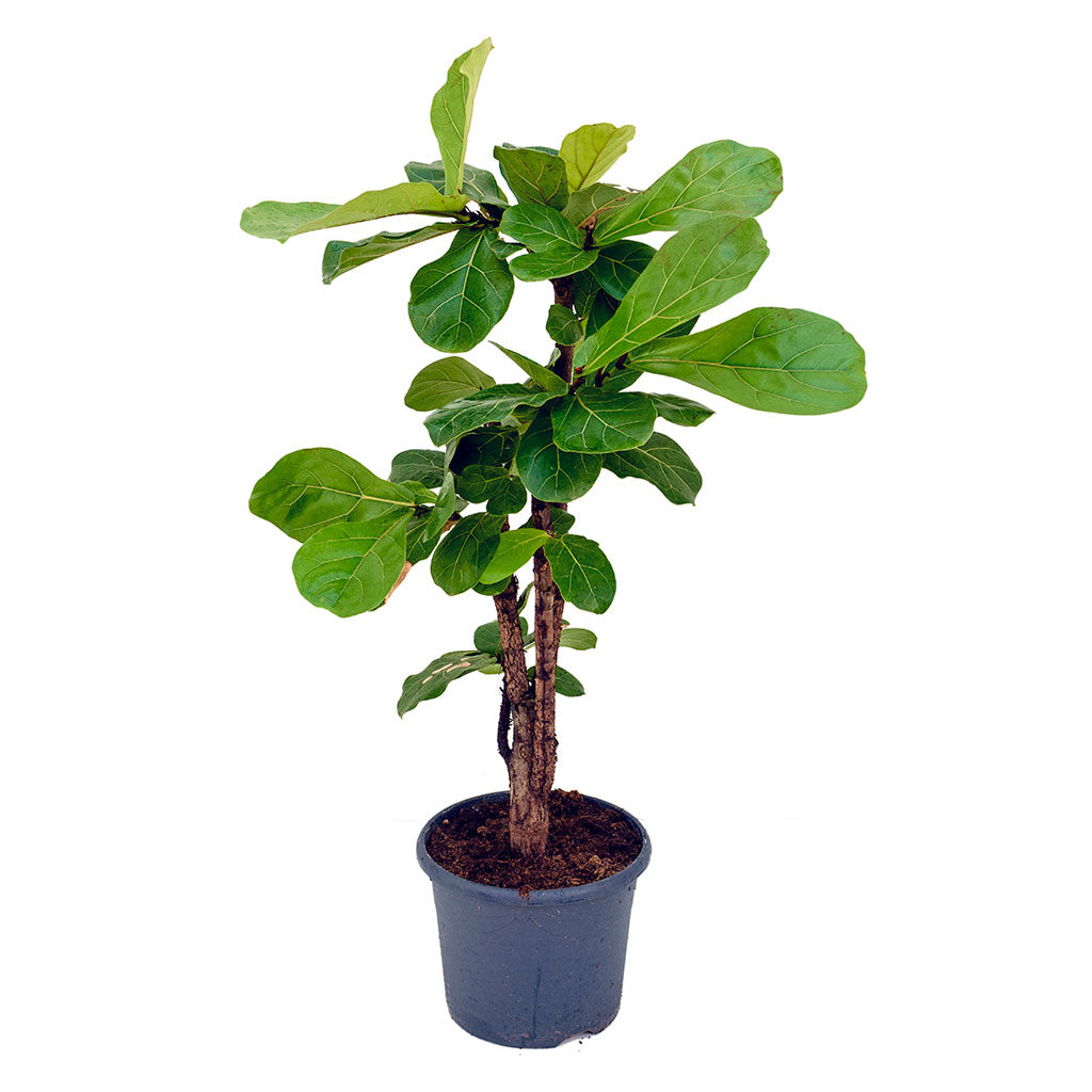 Ficus lyrata - Fiddle Leaf Fig - Branched